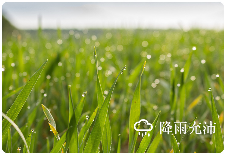 燕麦米_11.jpg