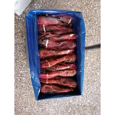 活冻小青龙 蓝龙 红龙 澳洲龙虾 古巴龙虾 餐饮食材原产地直供图2