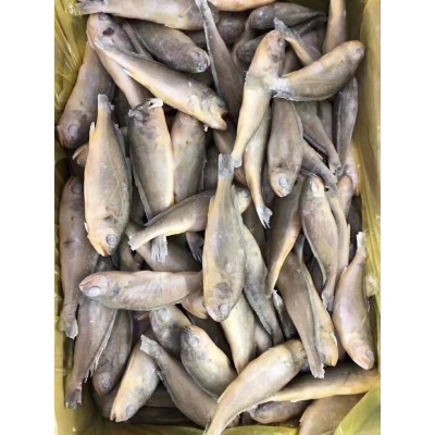 二去巴浪鱼 金线鱼 肉鲳鱼 鲷鱼 赤棕鱼食堂团膳快餐食材产地直销图2