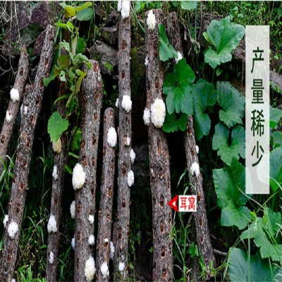 椴木银耳通江银耳 小朵银耳四川特色雪耳 代餐银耳莲子羹原料批发图5