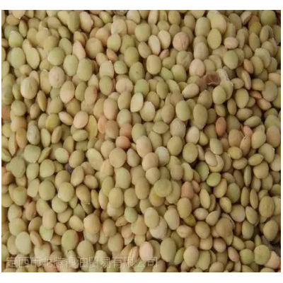 小扁豆图5
