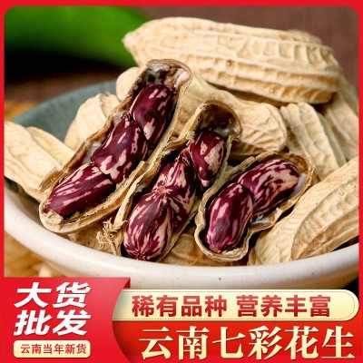 云南七彩花生 云南农家种植带壳七彩野地花生 水洗晒干一手货源图1