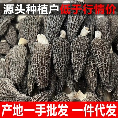 羊肚菌干货批发蘑菇散装250g足干菌汤包用头茬剪柄云南特产食用菌