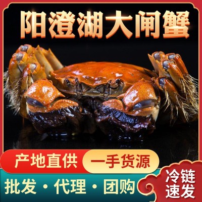 大闸蟹阳澄湖镇螃蟹鲜活中秋现货生鲜礼盒礼券提货卡蟹卡招代理