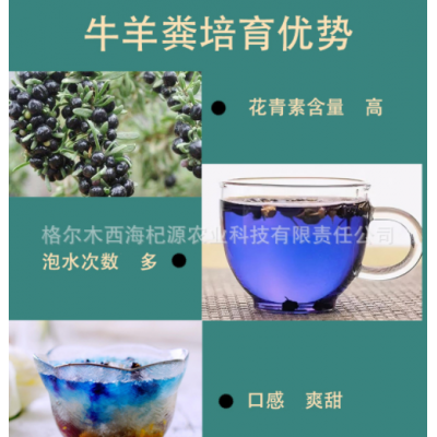 青海黑枸杞大果草原 沙漠戈壁滩 昆仑山里的黑枸杞花青素高规格全图4