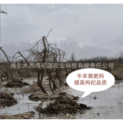 青海黑枸杞大果草原 沙漠戈壁滩 昆仑山里的黑枸杞花青素高规格全图3