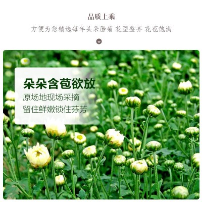 艺鸿源胎菊花草茶非桐乡胎菊花杭白菊草茶凉茶批发OEM贴牌代加工图3