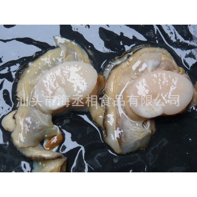 半壳带子江珧贝 单冻半壳江瑶贝江珧贝柱 带子螺原料贴牌代工图4