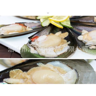 半壳带子江珧贝 单冻半壳江瑶贝江珧贝柱 带子螺原料贴牌代工