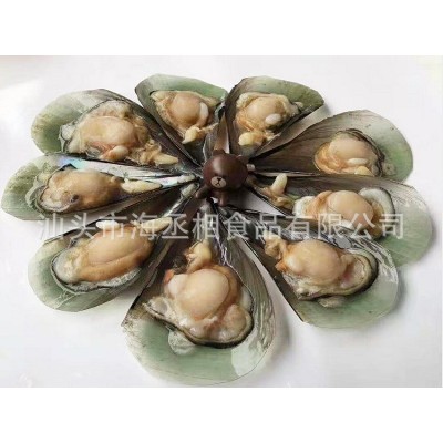 半壳带子江珧贝 单冻半壳江瑶贝江珧贝柱 带子螺原料贴牌代工图2