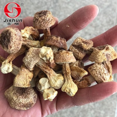 吉顺福建姬松茸干货 姬松茸干货菌巴西蘑菇新货无熏原色500g图5