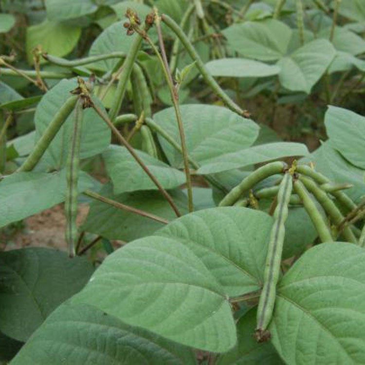 绿豆荚1