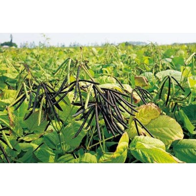 宝清红红小豆产地直供红小豆，珍珠粒红小豆，颗粒均匀颜色好看图3