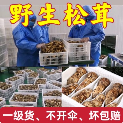 新鲜松茸菌野生香格里拉一级货西藏林芝云南雅江小金批发一件代发图3