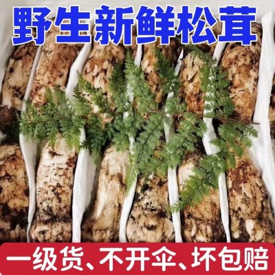 新鲜松茸菌野生香格里拉一级货西藏林芝云南雅江小金批发一件代发