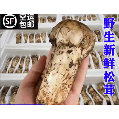 新鲜松茸一级不开伞香格里拉西藏雅江小金林芝云南野生菌四川500g图1