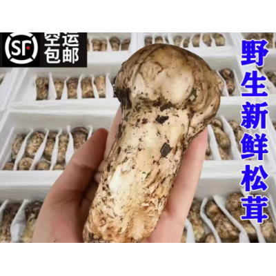 新鲜松茸菌野生香格里拉一级货西藏林芝云南雅江小金批发一件代发图5