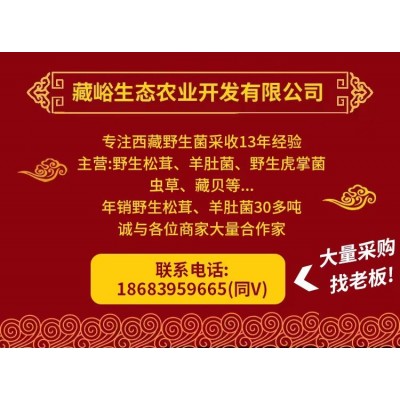 新鲜松茸香格里拉一级货野生菌西藏林芝云南雅江小金批发一件代发图2
