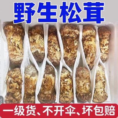 新鲜松茸香格里拉一级货野生菌西藏林芝云南雅江小金批发一件代发