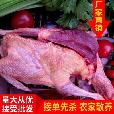 老鸽子肉