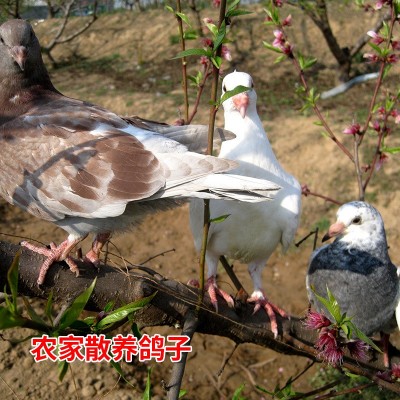 老鸽子肉图3