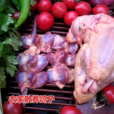 白条鸽肉厂家直销支持