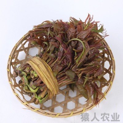 云南特产香椿芽 醇香美味香椿 时令蔬菜红香椿1000g起批图4