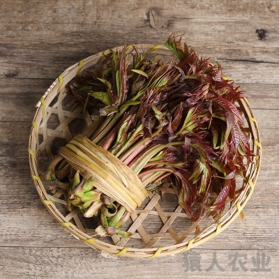 云南特产香椿芽 醇香美味香椿 时令蔬菜红香椿1000g起批图3