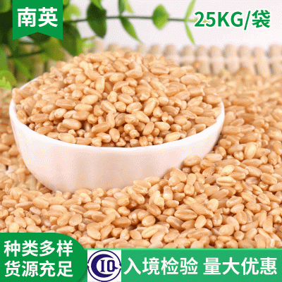 小麦仁过风过筛 五谷杂粮 小麦仁去皮麦仁 袋装 农家饲料小麦图1