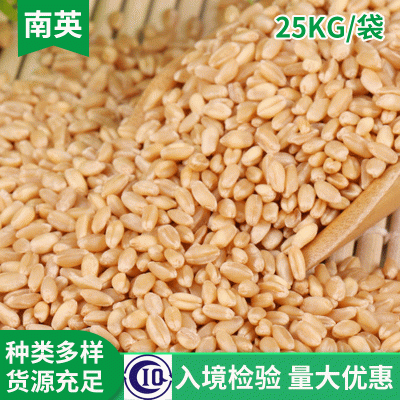优良饲料小麦出售 啤酒小麦批发 膨化食品厂原料 五谷杂粮图1