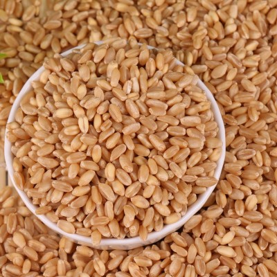 优良饲料小麦出售 啤酒小麦批发 膨化食品厂原料 五谷杂粮图2