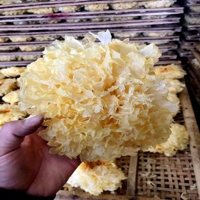 古田特产 大花银耳食用菌干货 白木耳 雪耳糯耳 银耳羹 厂家批发图2