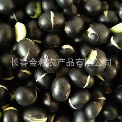 熟黑豆 烘焙杂粮 青仁黑豆 五谷杂粮 一件代发