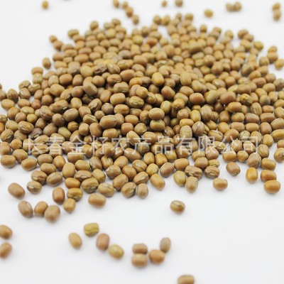 绿豆 芽豆 豆芽豆大量批发图2