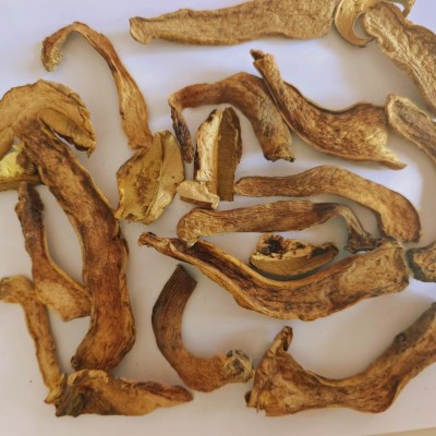 牛肝菌 鑫利昌【黄牛肝1级】森林采集菌菇源头产地