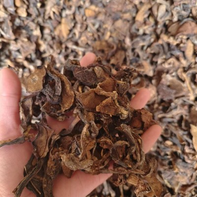 黄松蘑 【 鑫利昌】黄松蘑条产地直销 森林采集菌菇 黄松蘑批发图2