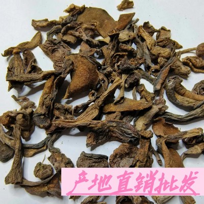 黄松蘑 【 鑫利昌】黄松蘑条产地直销 森林采集菌菇 黄松蘑批发