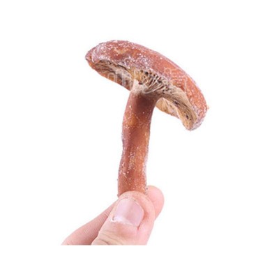 云南特产 本土山珍 冻品奶浆菌 美味奶浆菌 新鲜菌菇直销图5