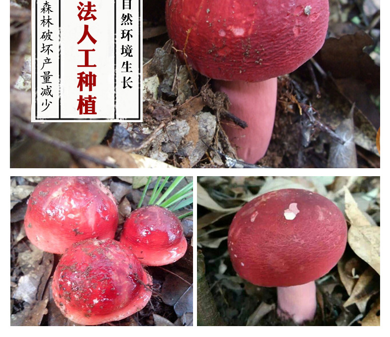 红菇详情页_06.jpg