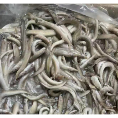 批发海泥鳅小海鱼 海霸王爆炒鳅鱼玉筋鱼 自助餐食堂成都煎炸鱼
