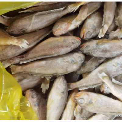 成都批发巴浪鱼20斤 海霸王刺巴鱼竹荚鱼 青皮鱼大眼小眼巴浪鱼图5