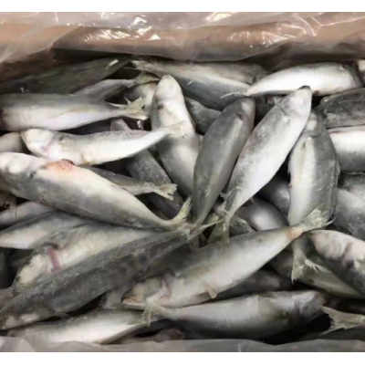 成都批发巴浪鱼20斤 海霸王刺巴鱼竹荚鱼 青皮鱼大眼小眼巴浪鱼