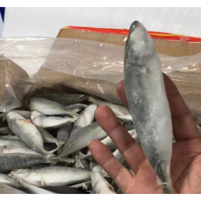 成都批发巴浪鱼20斤 海霸王刺巴鱼竹荚鱼 青皮鱼大眼小眼巴浪鱼图2