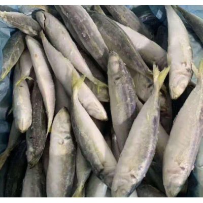 成都批发巴浪鱼20斤 海霸王刺巴鱼竹荚鱼 青皮鱼大眼小眼巴浪鱼图3