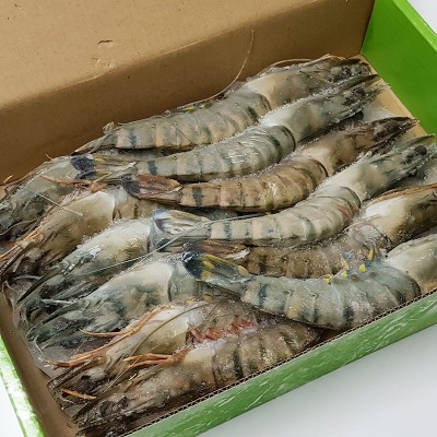 批发越南草虾 鲜活冷冻12头大草虾 节虾 大海虾 酒店冷冻海鲜食材图3