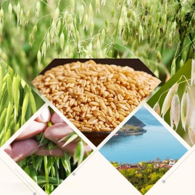 厂家批发散装新货低温烘焙熟滑燕麦米 五谷杂粮粗粮真空整包原料图4