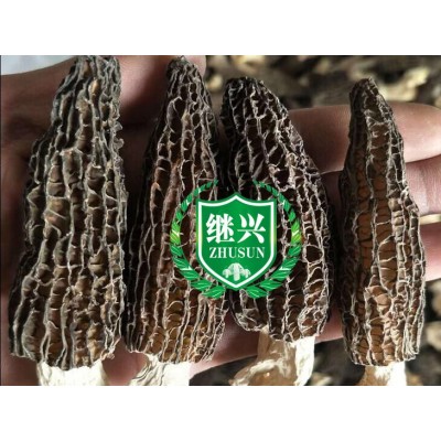 6-8cm 羊肚菌 剪柄 700元/500克