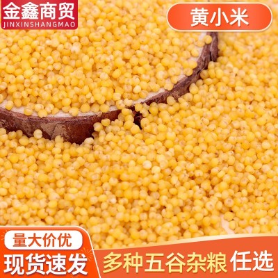 新黄小米月子米批发 小米粥杂粮批发 粗粮农家自产黄小米50斤袋装