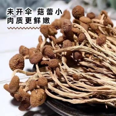 农家自种特产菌菇干货茶树菇不开伞厂家直销 量大批发 煲汤佳食材图2
