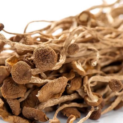 农家自种特产菌菇干货茶树菇不开伞厂家直销 量大批发 煲汤佳食材图5